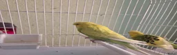 Budgerigars birds for sale: Exhibition budgie show budgie  in Birmingham - Advert 13
