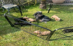 Cockapoo dogs for sale: Beautiful show cockapoo puppies - Image 4