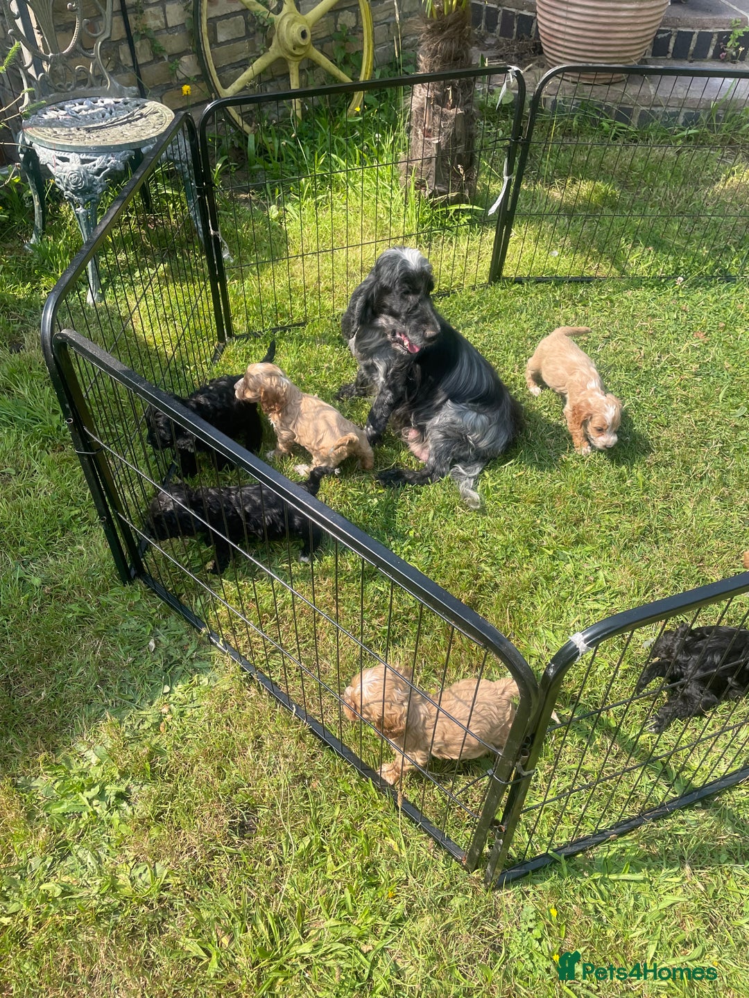 Cockapoo dogs for sale: Beautiful show cockapoo puppies - Image 4