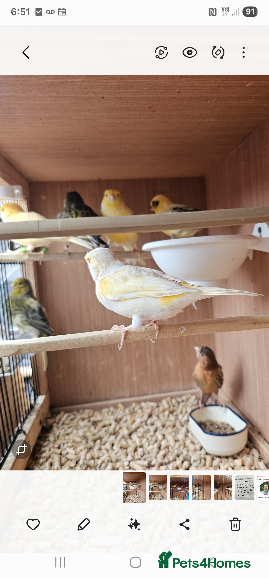 Canaries birds Canarys  - Advert 10