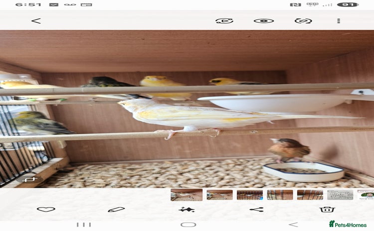 Canaries birds - Advert 1