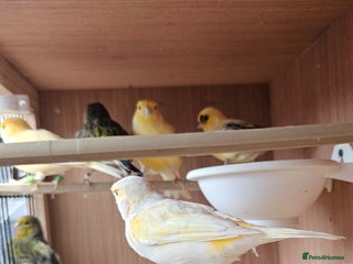 Canaries birds - Advert 2