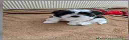 Shih Tzu dogs for sale: Beautiful  Shih Tzu puppy needs a loving home - Advert 14