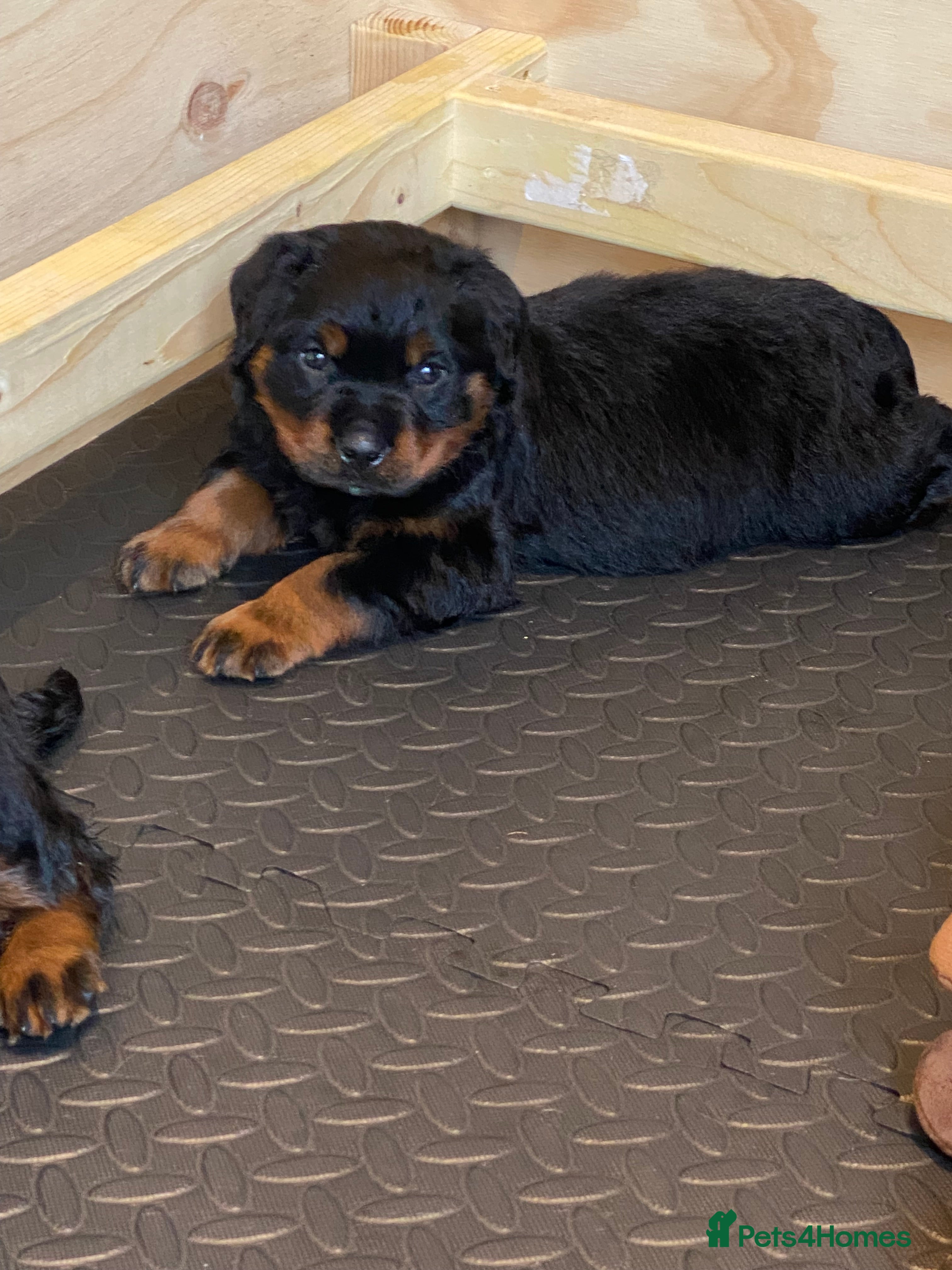 Rottweiler dogs Purebred Rottweiler Puppies - Advert 1