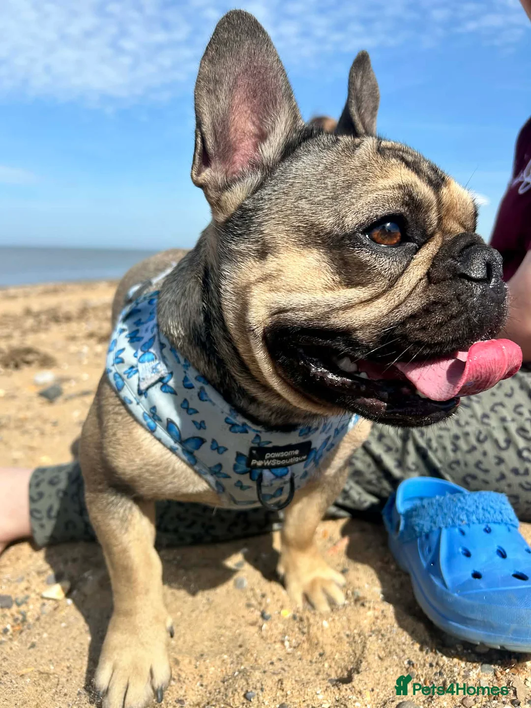French Bulldog dogs for sale: Rita roo - Advert 2