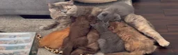 British Shorthair cats for sale: GCCF registered blue male British shorthair - Advert 8