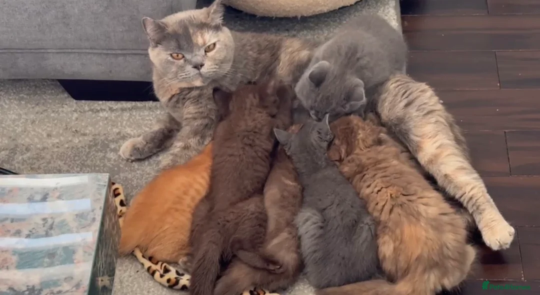 British Shorthair cats for sale: GCCF registered blue male British shorthair - Advert 8