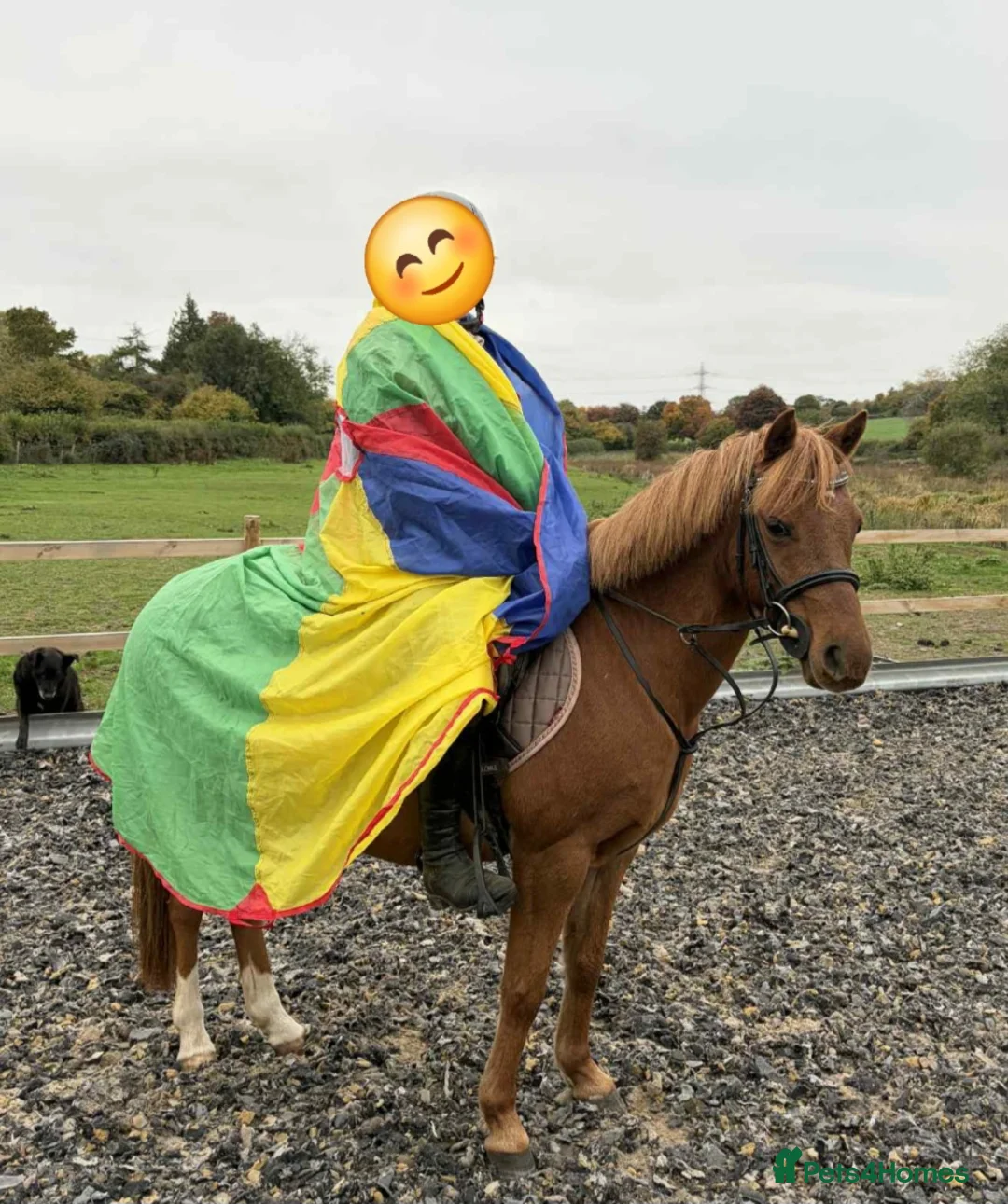 Welsh Section B horses for sale: 12.2hh pony for sale - Advert 1