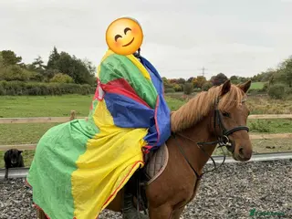 Welsh Section B horses 12.2hh pony for sale - Advert 2