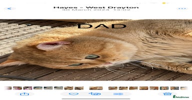 British Shorthair cats - Advert 8