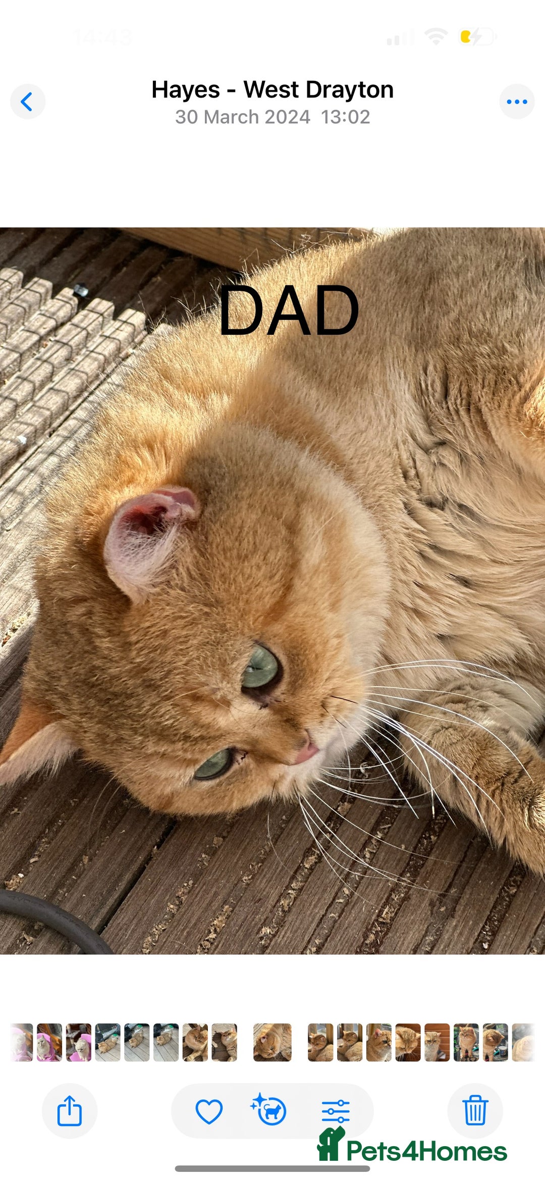 British Shorthair cats for stud: Handsome Leo  - Image 3