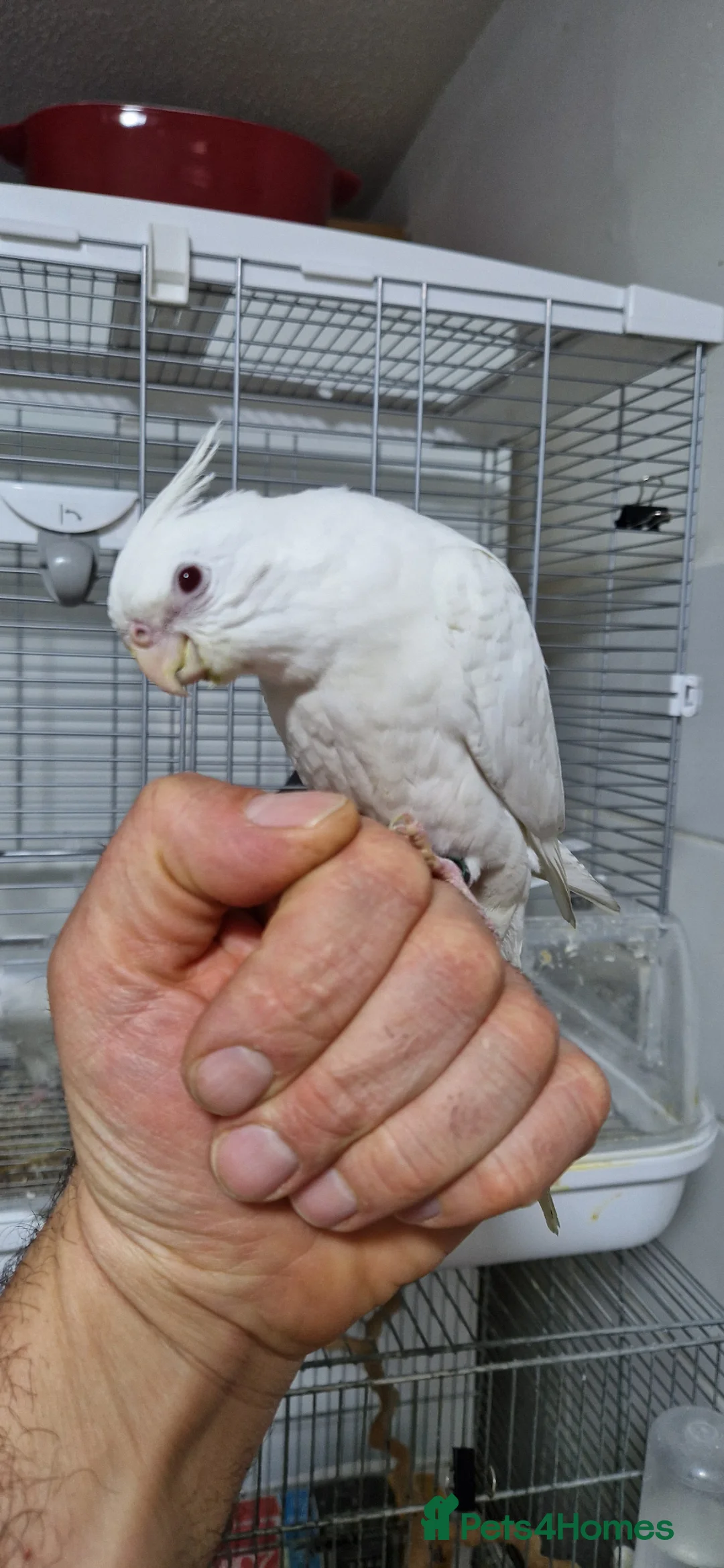 Cockatiels birds for sale: Fully tamed Albino cockatiel  - Advert 2