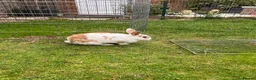 Mixed Breed rabbits for sale: Burt and Ernie  in Frome - Advert 2