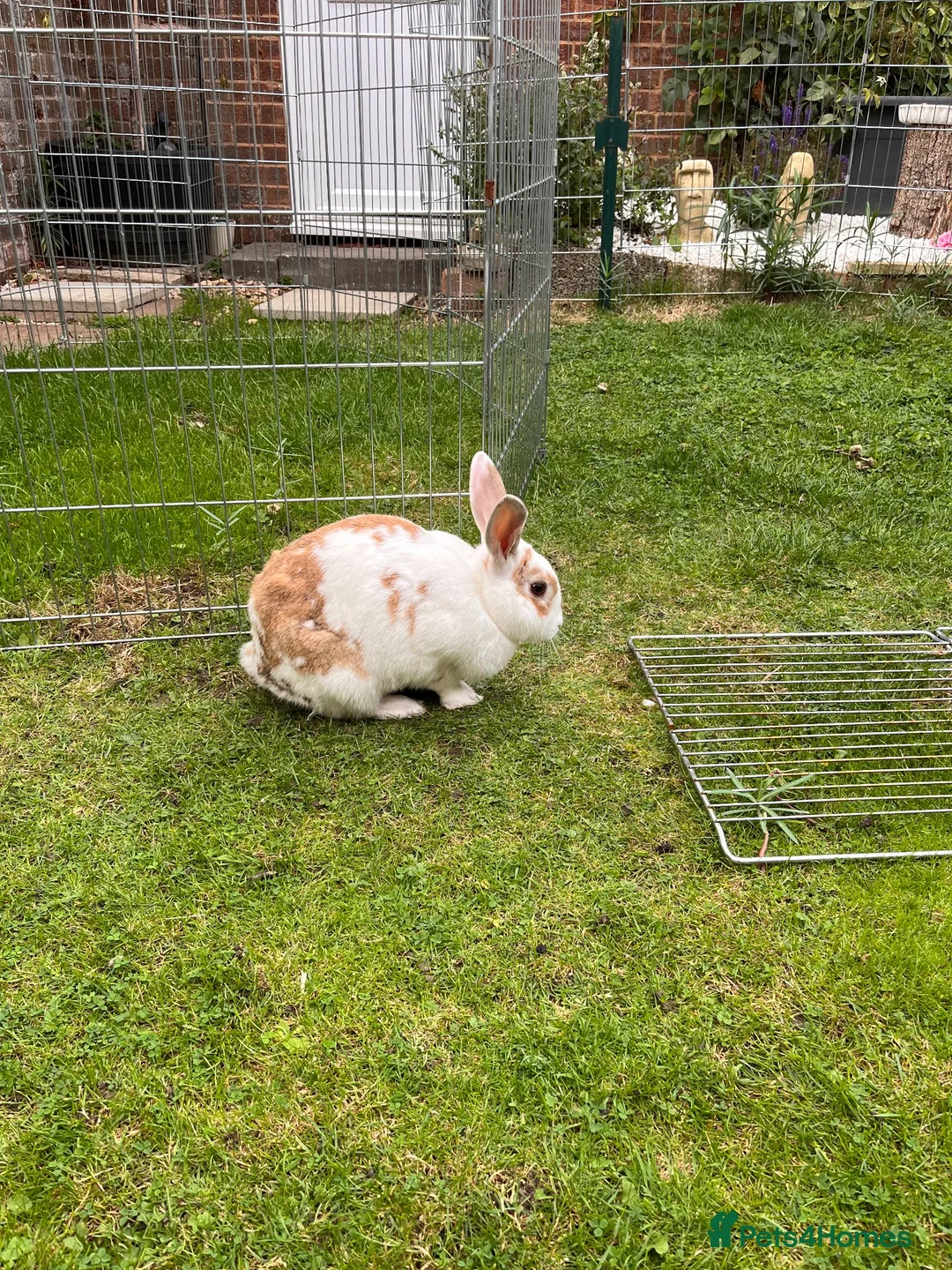 Mixed Breed rabbits for sale: Burt and Ernie  in Frome - Advert 2