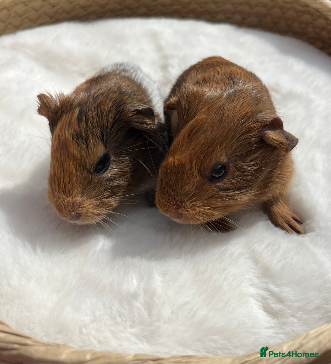 Guinea Pig rodents for sale: Baby guinea pigs - boys and girls available - Image 4