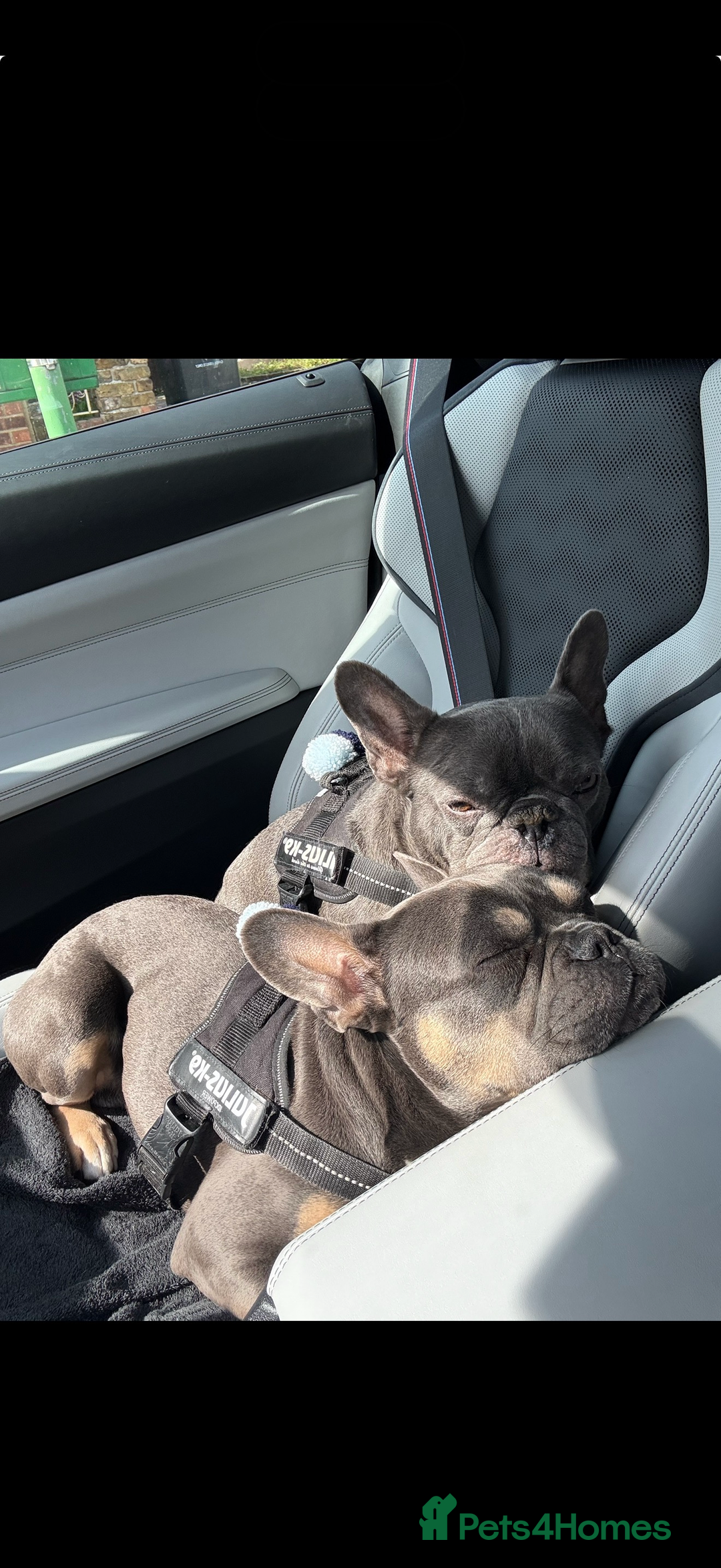 French Bulldog dogs for sale: Pablo, 6 and Hugo, 5  - Advert 4