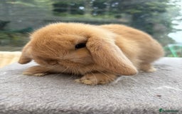 Mini Lop rabbits for sale: Mini Lop bunnies  - Image 2