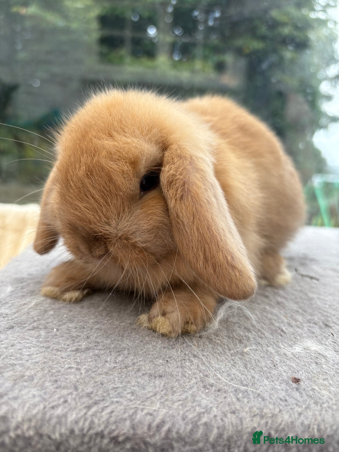Mini Lop rabbits for sale: Mini Lop bunnies  - Image 2