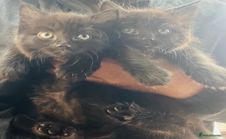 Mixed Breed cats - Advert 2