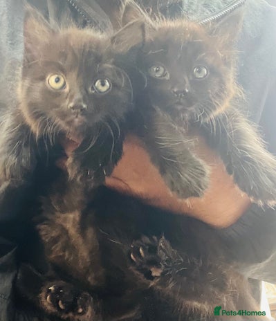 Mixed Breed cats - Advert 2