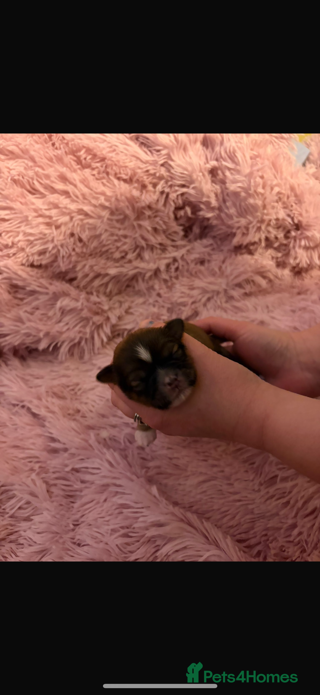 Shih Tzu dogs for sale: Shih Tzu puppies - Advert 10