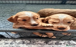 Cocker Spaniel dogs for sale: Working Cocker Spaniel Puppies - Image 4