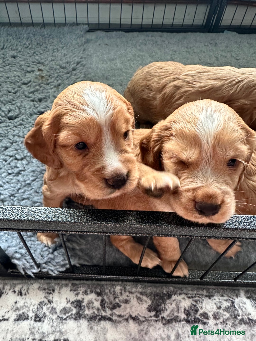 Cocker Spaniel dogs for sale: Working Cocker Spaniel Puppies - Image 4