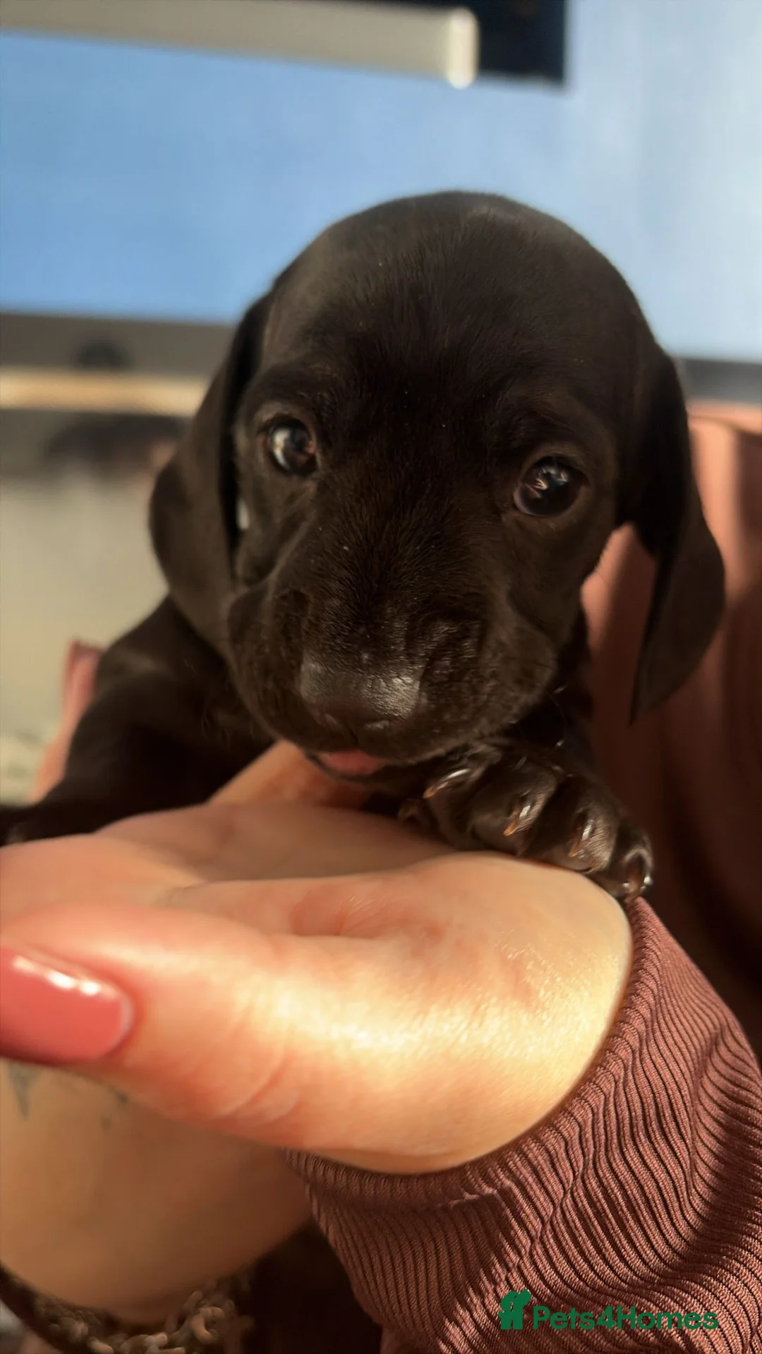 Miniature Dachshund dogs for sale:  Miniature Dachshund boys  - Advert 13