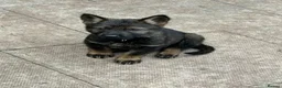 German Shepherd dogs for sale: German shepherd puppies  - Advert 5