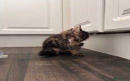 Domestic Shorthair cats for sale: 2 kittens for sale  - Image 6
