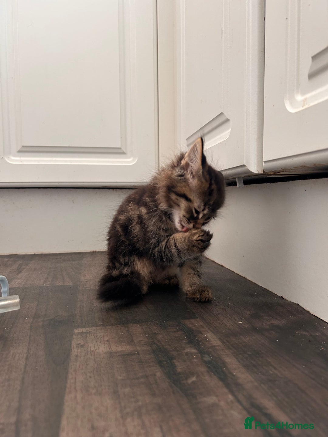 Domestic Shorthair cats for sale: 2 kittens for sale  - Image 6