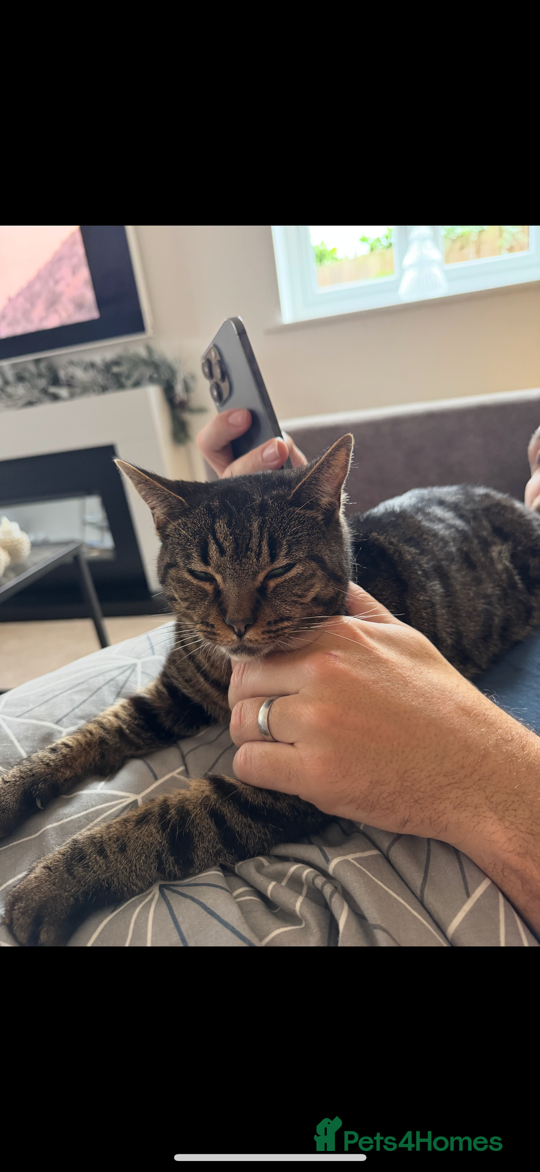 Mixed Breed cats for sale: Rescue cats- adults 🧡 - Advert 14