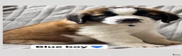 Saint Bernard dogs for sale: Baby bears - Advert 6