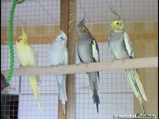 Cockatiels birds - Advert 3
