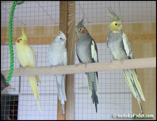 Cockatiels birds - Advert 8
