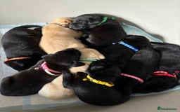 Labrador Retriever dogs for sale: 9 Beautiful Labrador Puppies For Sale  - Image 13