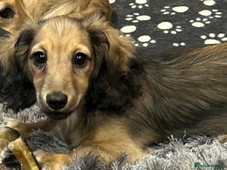 Miniature Dachshund dogs Mini Long Haired Male / Female Dachshund - Advert 2