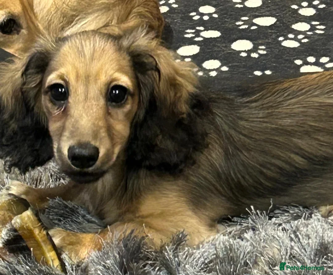 Miniature Dachshund dogs for sale: Mini Long Haired Male / Female Dachshund - Advert 2