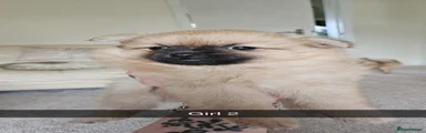 Pomeranian Puppy 4
