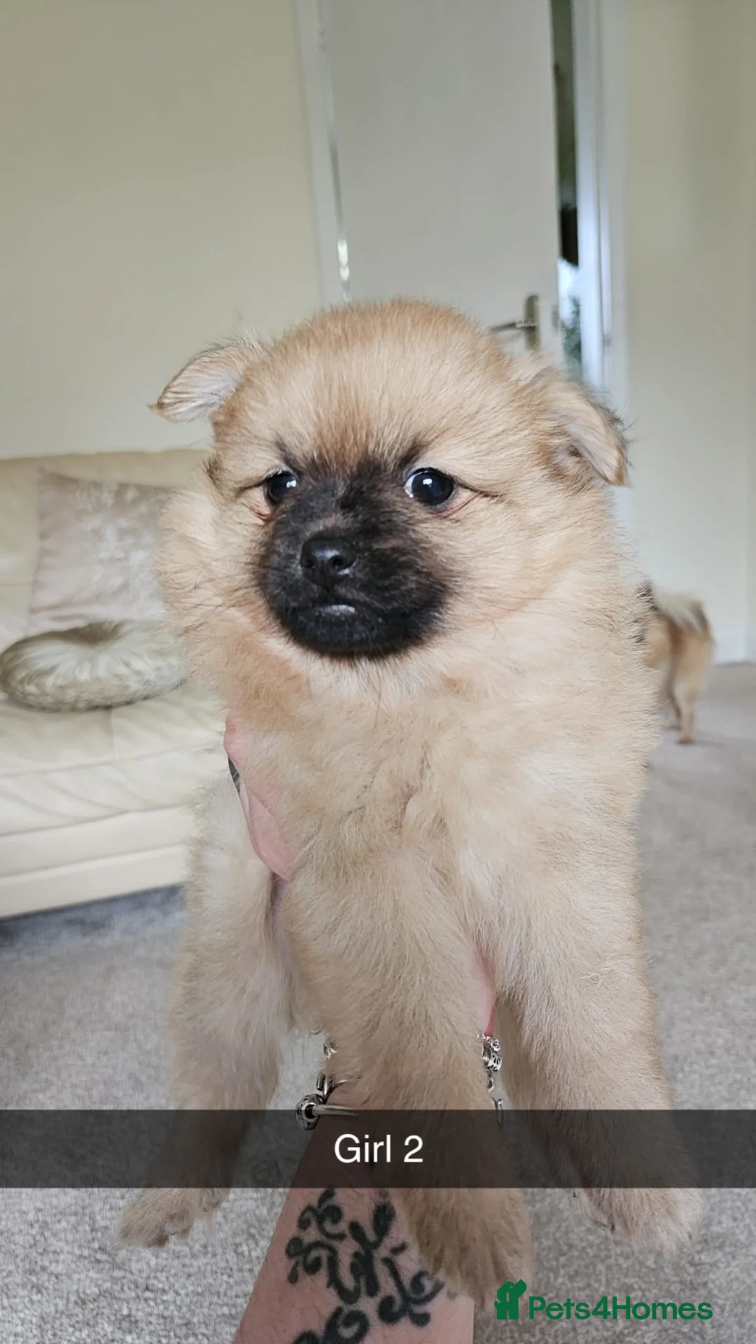 Pomeranian dogs for sale: Beautiful Pomeranian puppies  in Wakefield - Advert 34