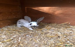 English Spot rabbits for sale: Baby English spot rabbits  in Wickford - Image 9