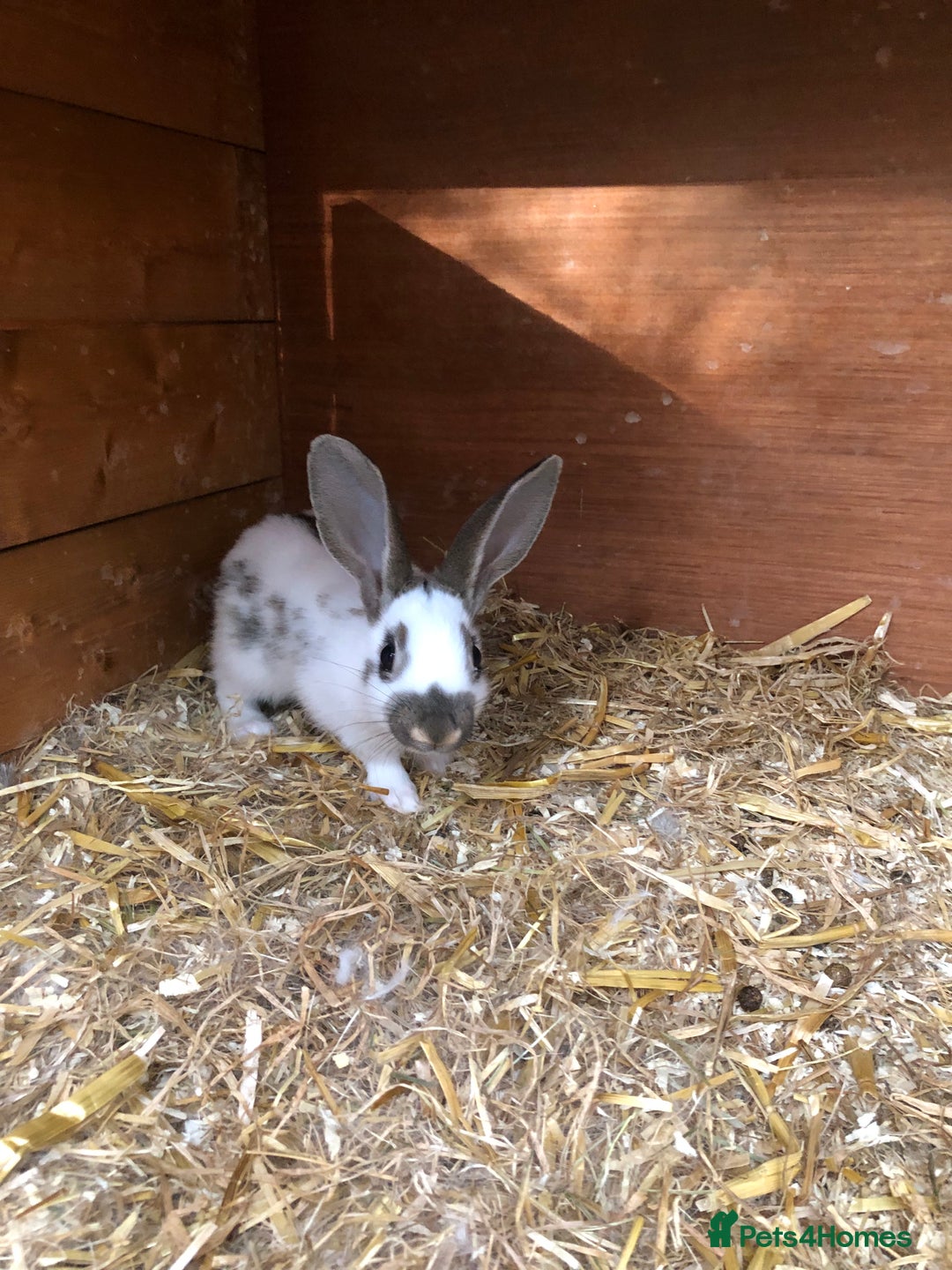English Spot rabbits for sale: Baby English spot rabbits  in Wickford - Image 9