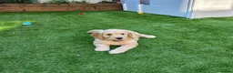 Goldendoodle dogs for sale: 🦮 Adorable F3 Goldendoodle. Parents DNA clear. - Advert 14