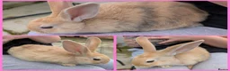 Mixed Breed rabbits for sale: Continental Giant x Lop Rabbits - Advert 1