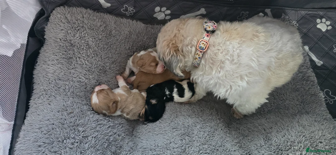 Cavachon dogs for sale: 4 Beautiful cavachon boy pups  - Advert 2