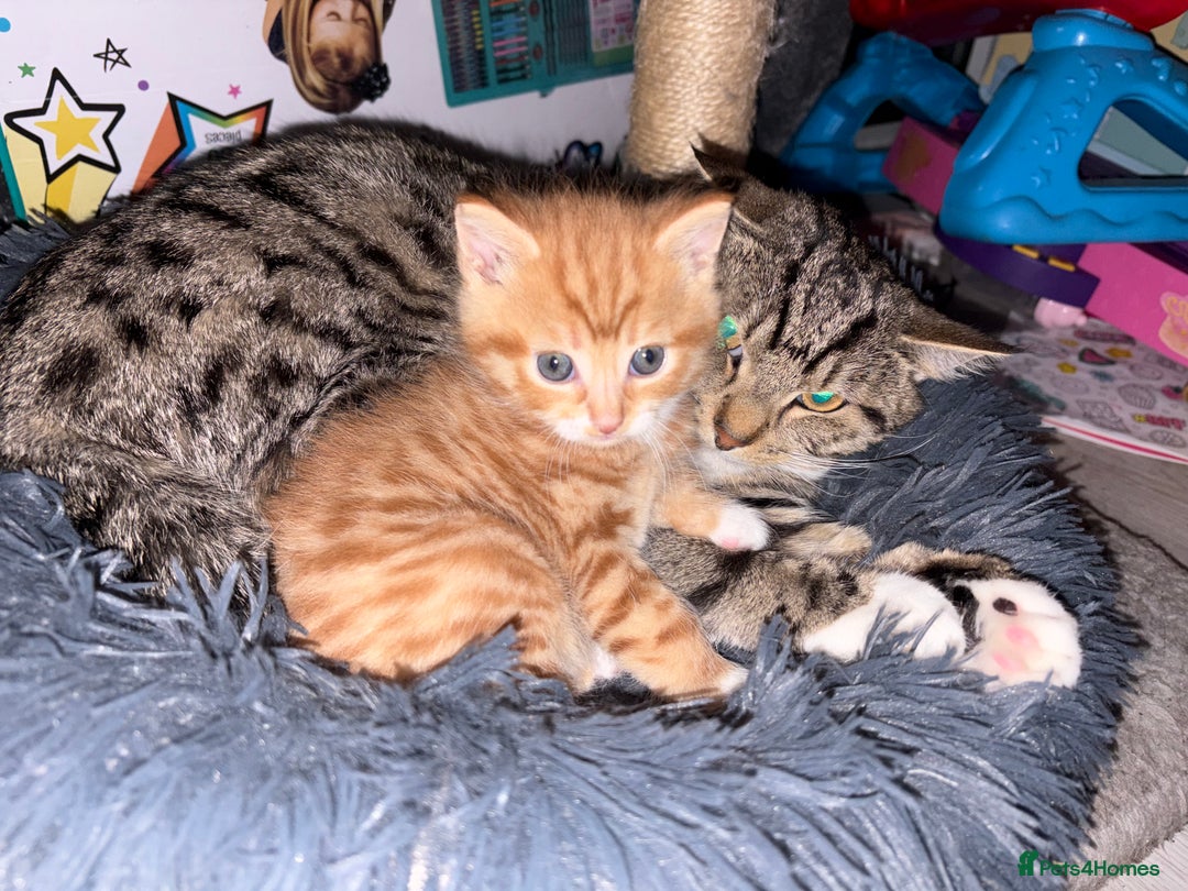 Mixed Breed cats for sale: Mixed Breed Kittens  - Advert 3