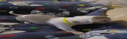 Chihuahua dogs for sale: Beautiful Chihuahua Puppies Lookin for 4ever Homes - Advert 8