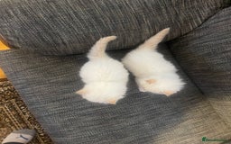 Ragdoll cats for sale:  Beautiful Ragdoll Kittens * 3 BoYs *  - Image 16