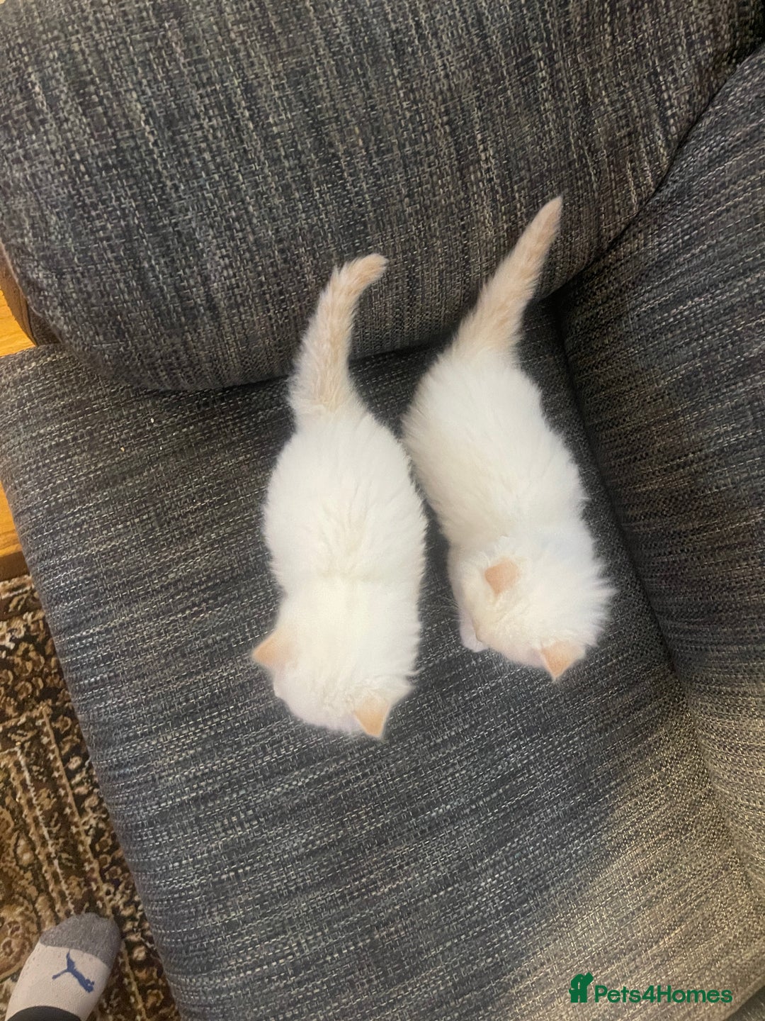 Ragdoll cats for sale:  Beautiful Ragdoll Kittens * 3 BoYs *  - Image 16