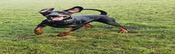 Dobermann dogs for sale: A Stunning strong KC Reg Black & Tan Doberman - Advert 4